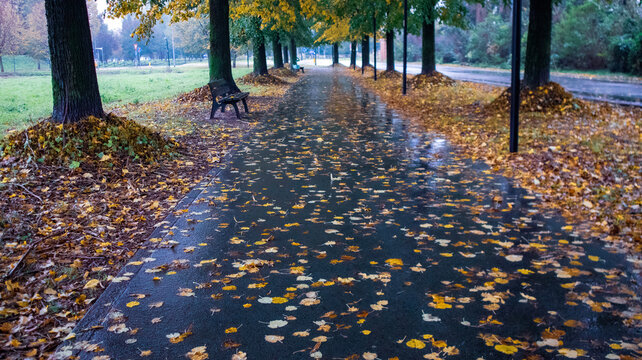 autumn in the park, Liscate, italy