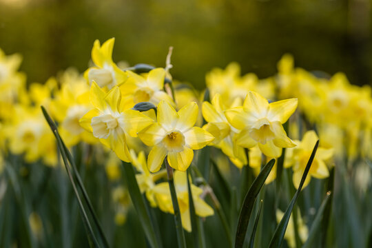  Yellow Narcissus Pipit in spring garden