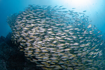 Naklejka na ściany i meble School of yellow stripe trevally fish swimming together in Andaman Sea, Thailand. Large group of marine life schooling in crystal clear blue water.
