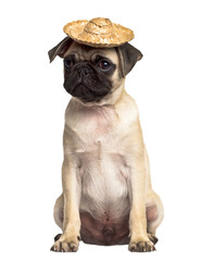 Dog PNG, Dog Transparent Background