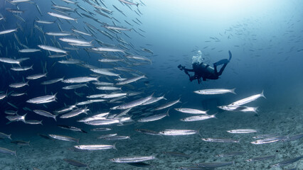 School of Barracuda fish with scuba diver in the crystal clear blue water at Racha island, one of...