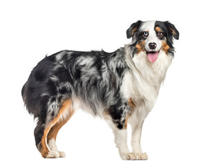 Dog PNG, Dog Transparent Background