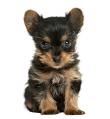 Yorkshire terrier puppy sitting in front of a white background
