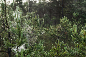 Drzewo w lesie o świcie w pajęczynie © Elżbieta Kaps