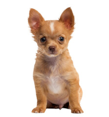Chihuahua puppy in front of a white background