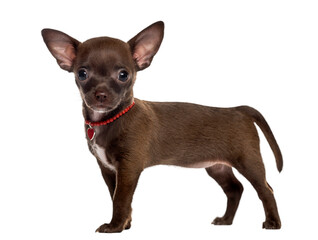 Chihuahua standing in front of a white background