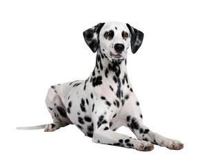 Dalmatian, 15 months old, sitting in front of white background, studio shot