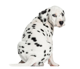 Rear view of a Dalmatian puppy sitting, looking at the camera isolated on white