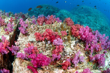 Fototapeta na wymiar Red and pink soft coral on pinnacle rock in Andaman Sea. Colorful underwater landscape at south tip dive site, Racha Noi island in Phuket, Thailand.