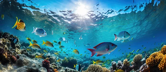 Foto op Plexiglas An underwater view from beneath a diverse school of fish in the ocean © sopiangraphics