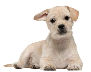 Mixed-breed puppy, 4 months old, lying in front of white background