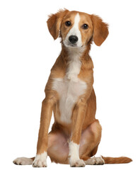 Mixed-breed puppy, 4 months old, sitting in front of white background - obrazy, fototapety, plakaty