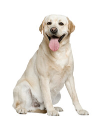 Dog PNG, Dog Transparent Background