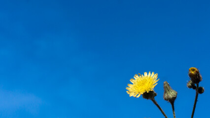 In this enchanting photograph, a solitary cluster of wild yellow flowers stands tall and proud...