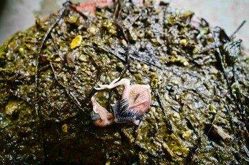 Carcass of a dead chick in mud, India.