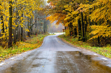 Obraz premium Autumn colored trees beside wet road in November
