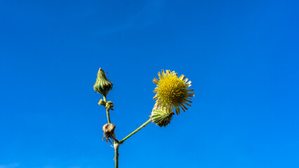 In this enchanting photograph, a solitary cluster of wild yellow flowers stands tall and proud...