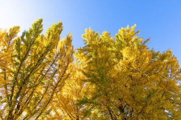 yellow maple leaves