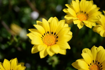yellow flower