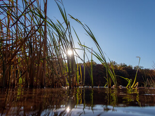 Water surface level view of sunlight through tall reeds in tranquil lake. Golden hour with no people. With copy space