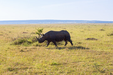 Black rhino walking on the african savanna