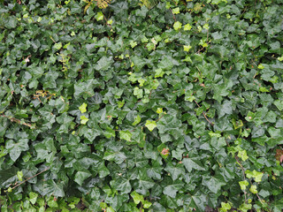 ivy plant background