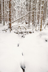 Fototapeta premium Spruce forest with deep snow in winter