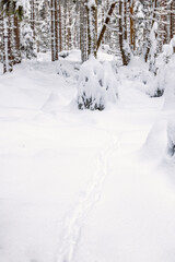 Animal tracks in the snow at a forest