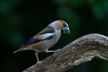Beautiful Hawfinch (Coccothraustes coccothraustes) on a branch in the forest of Noord Brabant in the Netherlands.                                                                                       