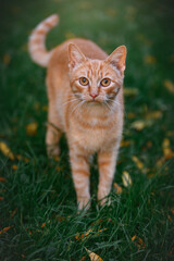 Orange Tabby cat walking outside in the grass