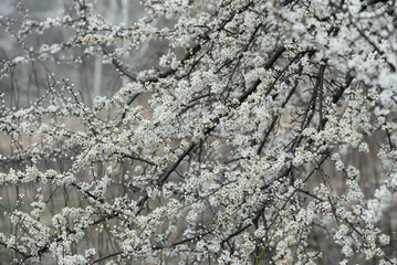 Floral background with plum blossoms on a gray cloudy day