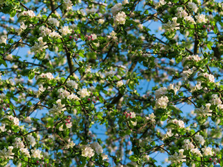 Apple tree flowers on apple tree eyelids and blue background