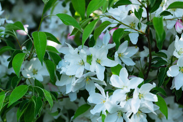 Apple tree flowers bloom on a branch close-up