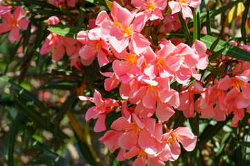 Close-up of Pink Oleander flower (Nerium oleander). Blossom of Nerium oleander flowers tree. Pink flowers on shrub in city center of resort town Sochi. Toxic in all its part.