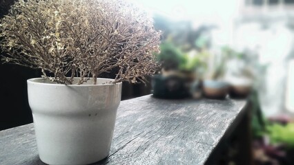 Dry potted plants on a wooden table.