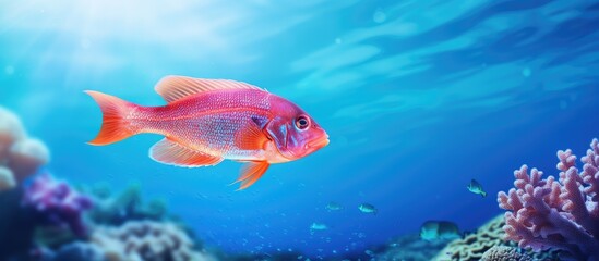 Fototapeta premium During my tropical vacation I was captivated by the breathtaking landscape and the beauty of nature as I explored the blue world beneath the ocean s surface where vibrant red fish swam grac