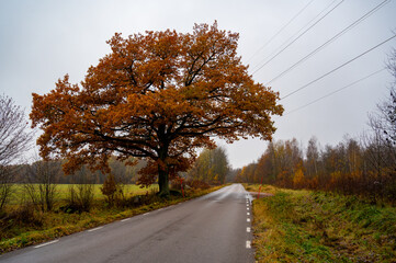 Big oak tree beside wet road in Kumla Sweden