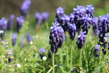Grape Hyacinth Flowers On Green Grass Field