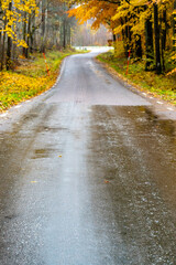 Autumn colored trees beside wet road in November