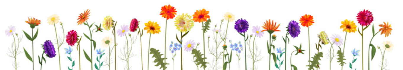 Horizontal set chamomile, daisy, marigold, gerbera, aster. White, red, orange, blue flowers, panoramic view. Realistic botanical illustration on white background in watercolor style for design, vector