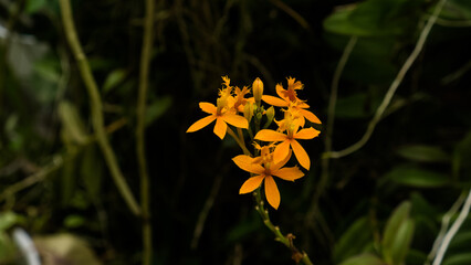 In this enchanting photograph, a solitary cluster of wild yellow flowers stands tall and proud against the canvas of a clear, cerulean sky. The vibrant, golden blooms exude an aura of radiance that mi