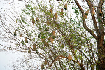 weaver nest on tree