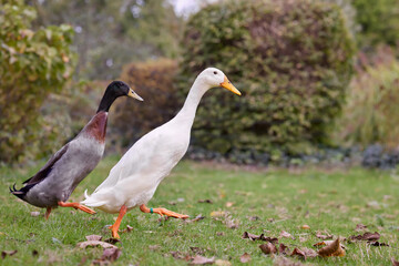 Two Indian runner ducks in park