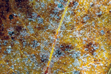 Vibrant fallen leaf trapped under ice close-up high angle view