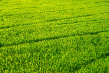 rice plantation