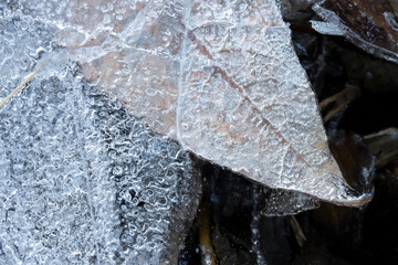 Fallen leaf trapped under ice with bubbles close-up high angle view