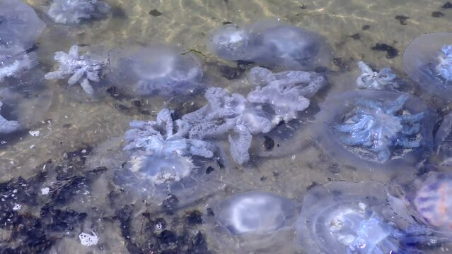The numerous bodies of the Barrel jellyfish (Rhizostoma pulmo) cover many beaches after the storm.