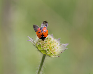 ladybug on a flower