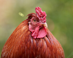 Close up of a rooster isolated on blurred background and warm light