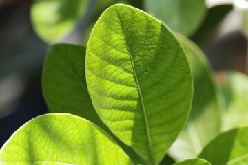 close up of green leaf